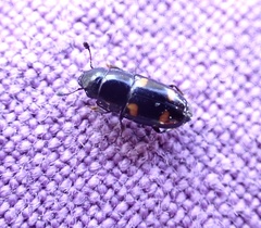 Glischrochilus hortensis