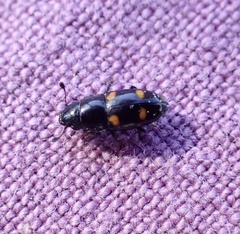 Glischrochilus hortensis