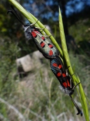 Zygaena rhadamanthus