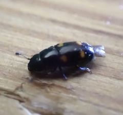 Glischrochilus hortensis