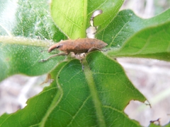 Lixus impressiventris