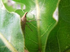 Lixus impressiventris