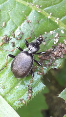 Cychrus attenuatus