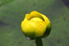 Nuphar sagittifolia