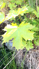 Acer platanoides