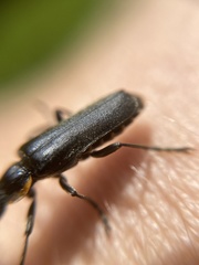 Cantharis obscura