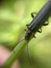 Cantharis obscura