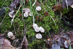 Bryoperdon acuminatum