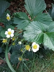 Fragaria × ananassa