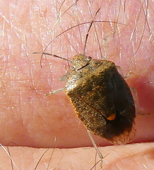 Dryadocoris