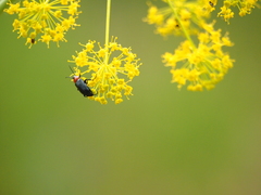 Heliotaurus ruficollis