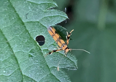 Stathmopoda pedella
