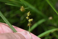 Carex sterilis