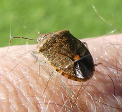 Dryadocoris