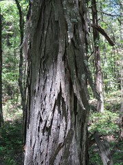 Carya carolinae-septentrionalis