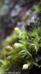 Ulota coarctata