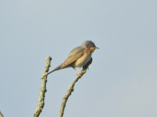 Curruca tirrénica (Curruca subalpina)