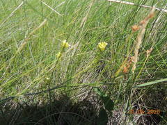 Sisymbrium polymorphum