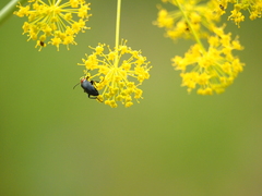 Heliotaurus ruficollis