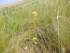 Sisymbrium polymorphum