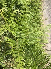 Pteridium aquilinum