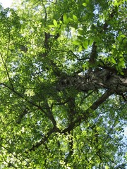 Carya carolinae-septentrionalis