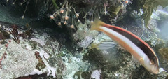 Ectopleura crocea