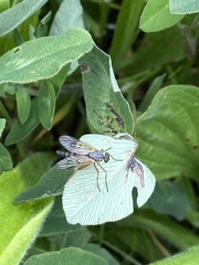 Rhagio vitripennis