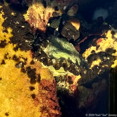 Saccostrea glomerata