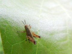 Anapodisma
