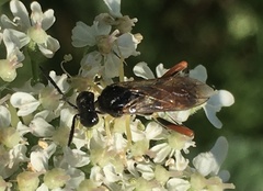 Macrophya rufipes