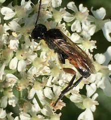 Macrophya rufipes