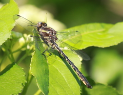Phanogomphus spicatus