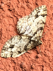 Paradarisa consonaria