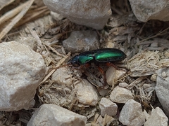 Harpalus affinis