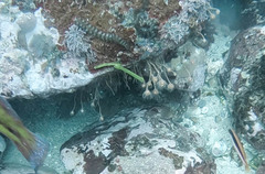 Ectopleura crocea