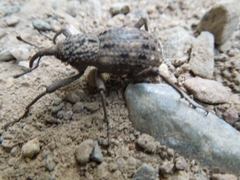 Sipalinus gigas