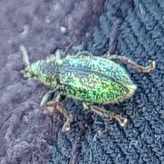 Phyllobius betulinus