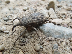 Sipalinus gigas