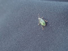 Phyllobius betulinus