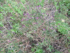 Astragalus suffruticosus