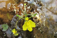 Utricularia