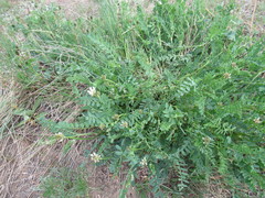 Astragalus inopinatus