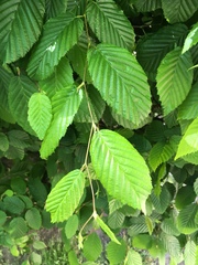Carpinus betulus