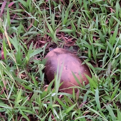 Cuora amboinensis kamaroma