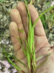 Carex albicans
