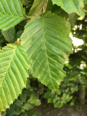 Carpinus betulus