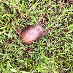 Cuora amboinensis kamaroma