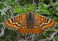 Euphydryas desfontainii