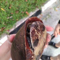 Cuora amboinensis kamaroma